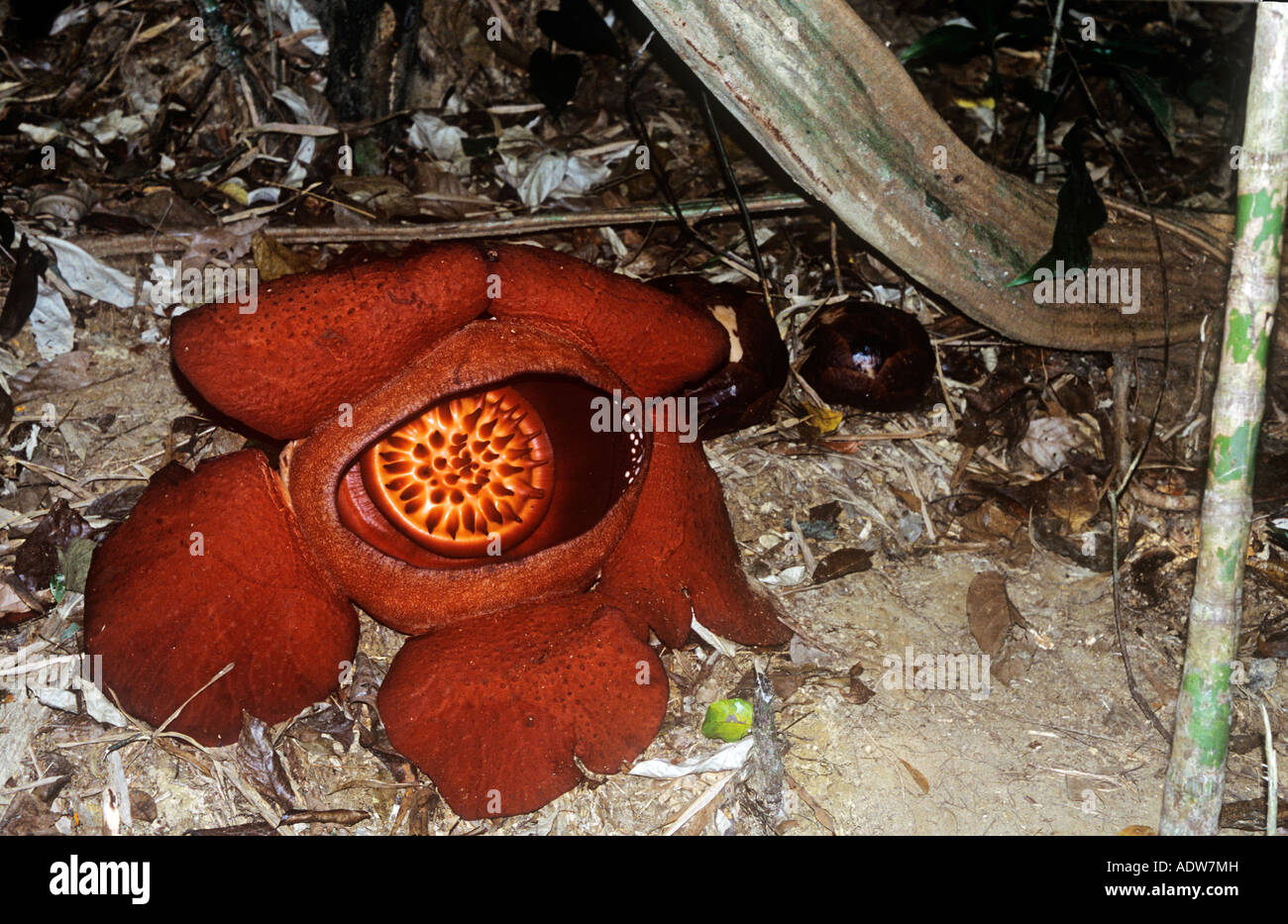 The biggest flower in the world! Stock Photo Alamy