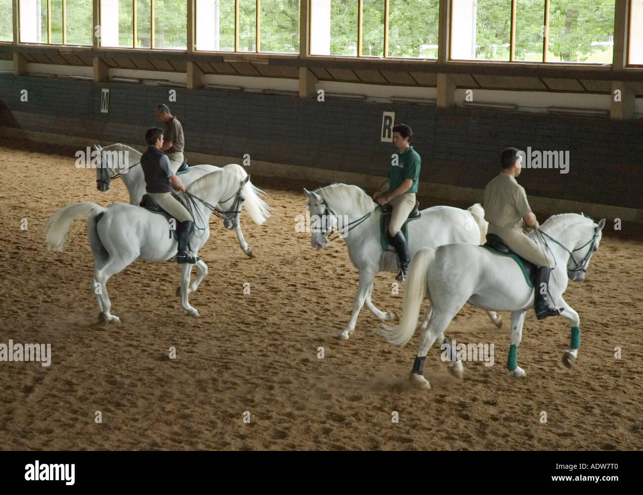 Slovenia Lipica Stud Farm Lipizzaner horse training demonstration Stock Photo
