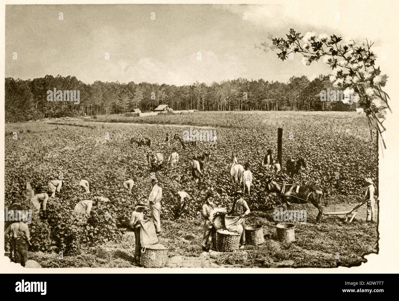 African American field hands picking cotton in the Deep South 1890s. Albertype reproduction of a photograph Stock Photo