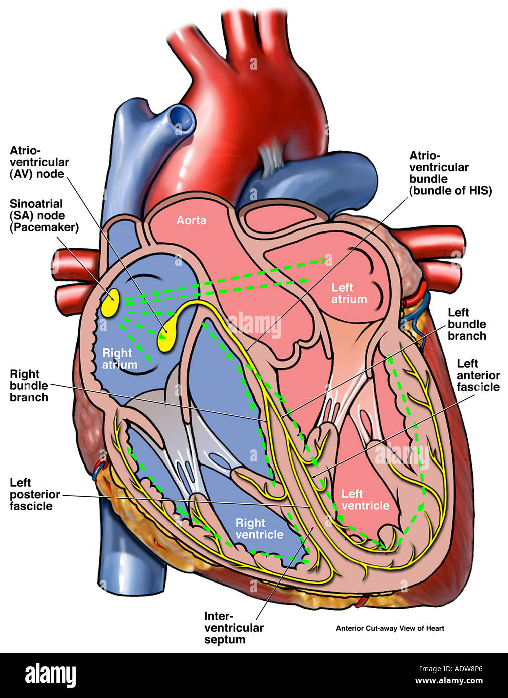 Cardiac Conduction System of the Heart Stock Photo - Alamy