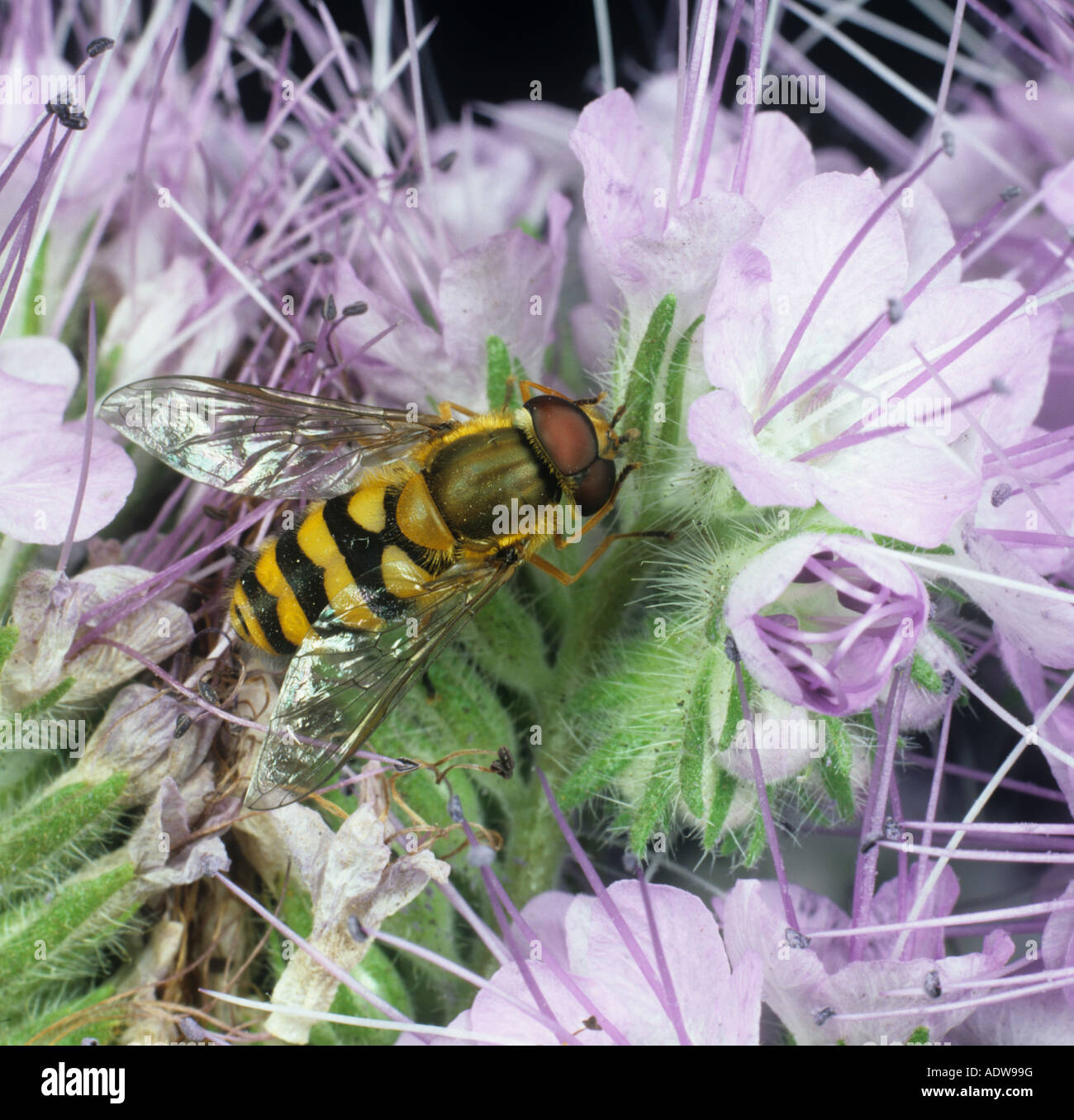 A hover fly Syrphus ribesii feeding on Phacelia flowers used to attract