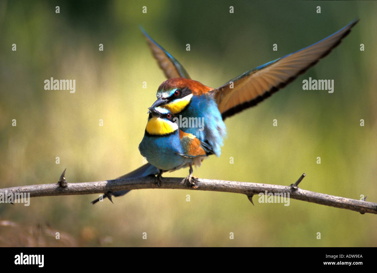 Male and female European bee eaters, copula Stock Photo