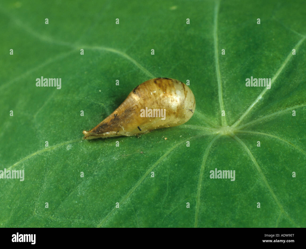 Marmalade hoverfly Episyrphus balteatus puparium on a leaf Stock Photo