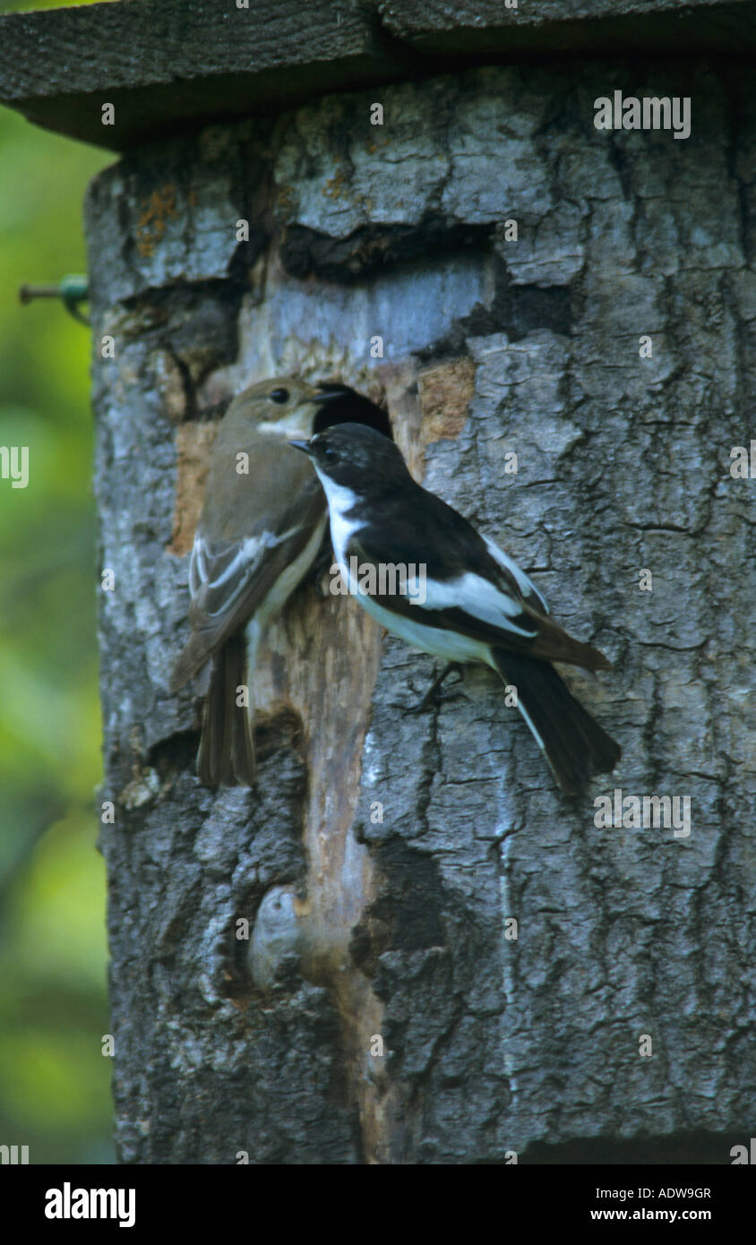 Pied Flycatcher Ficedula hypoleuca male and female perched on a nest box on a tree in Finland Europe Stock Photo