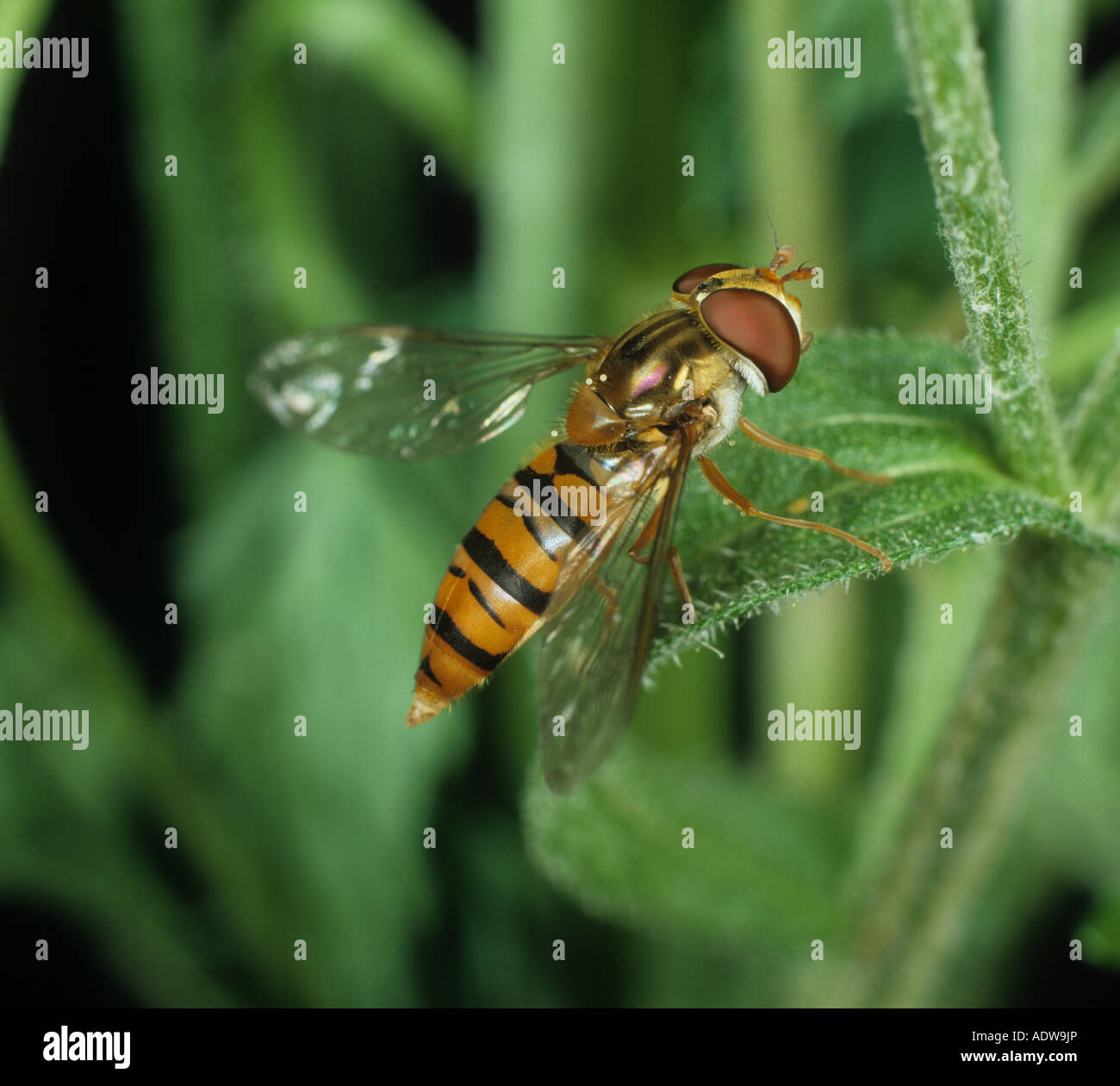 Hover fly Episryphus balteatus adult male on a leaf Stock Photo