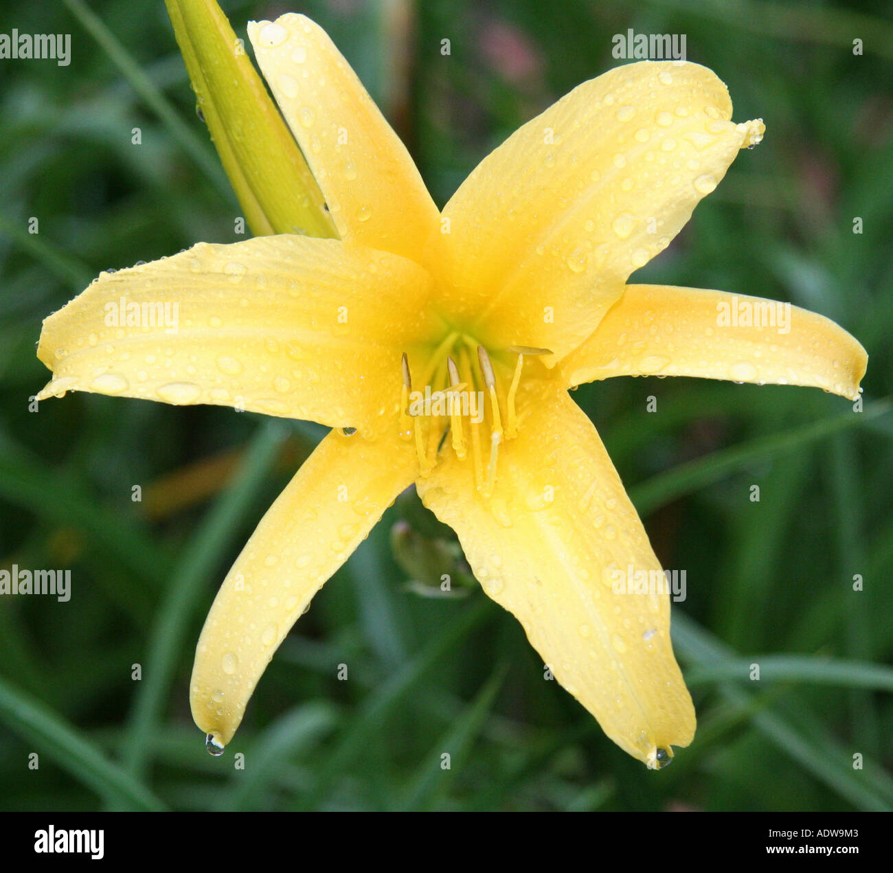 Yellow star flower Stock Photo Alamy