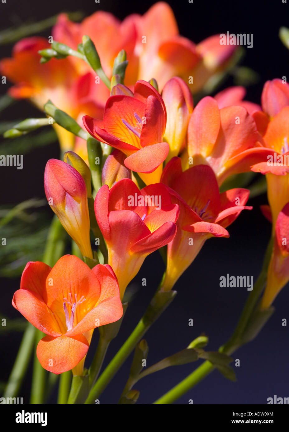 Oberon freesia hires stock photography and images Alamy