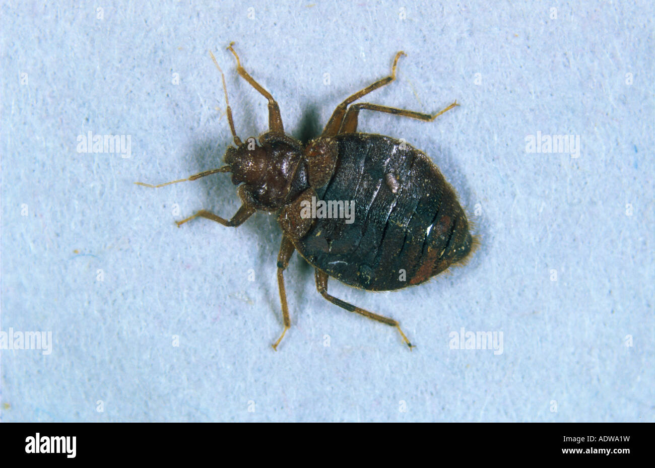 Bed bug Cimex lectularius Stock Photo