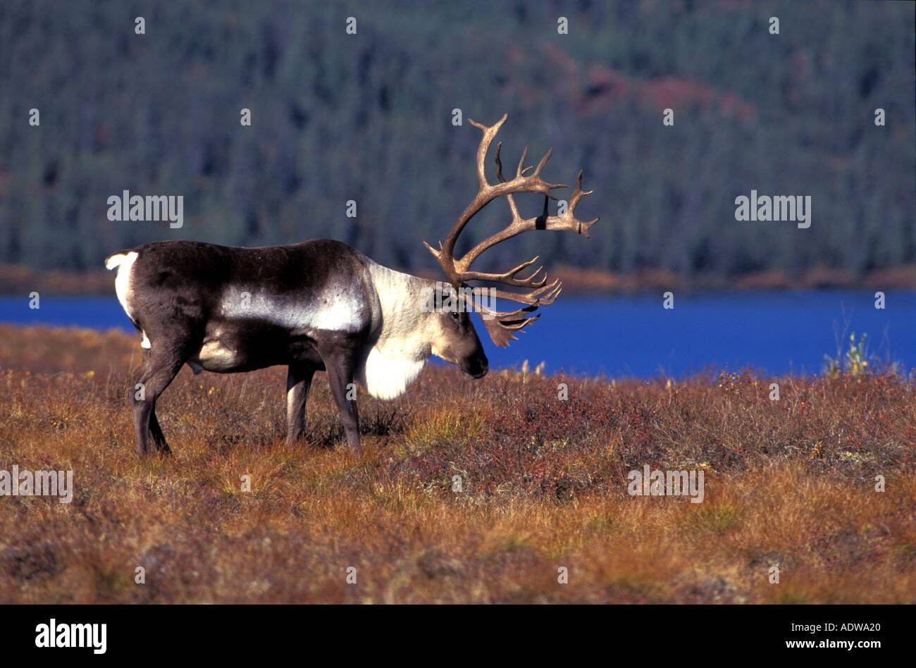 carribu, reindeer (Rangifer tarandus caribou) Stock Photo