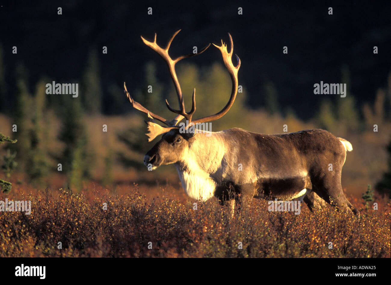 carribu, reindeer (Rangifer tarandus caribou), Tundra Stock Photo - Alamy