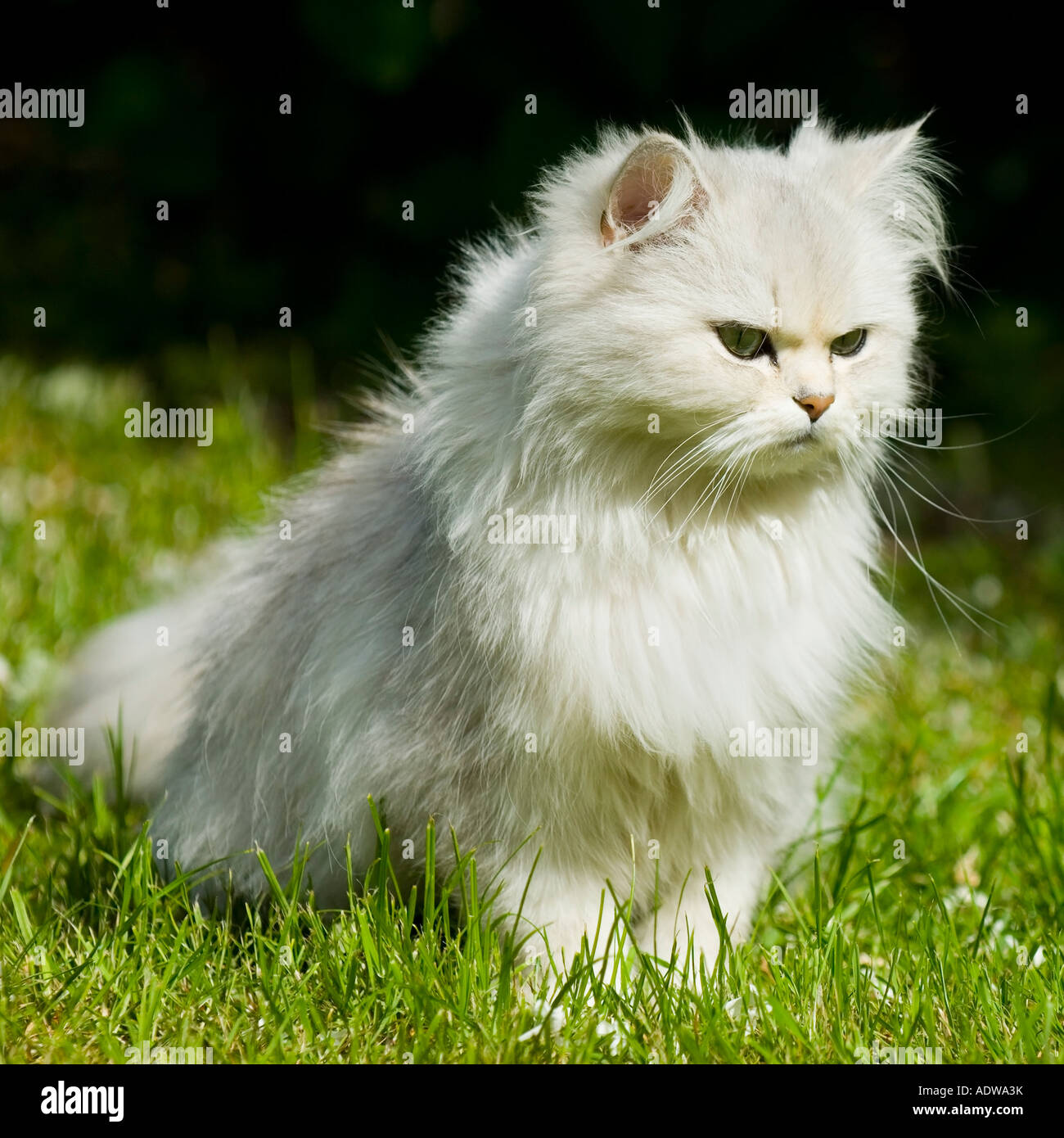 Persian Silver Shaded Chinchila Cat Stock Photo Alamy
