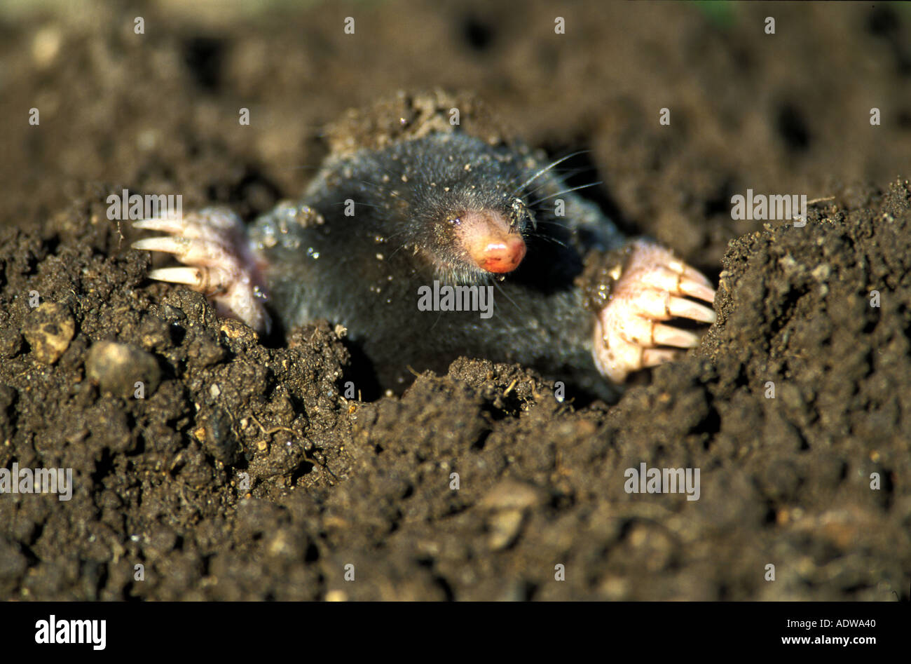 European Mole (Talpa europaea) peeking Stock Photo