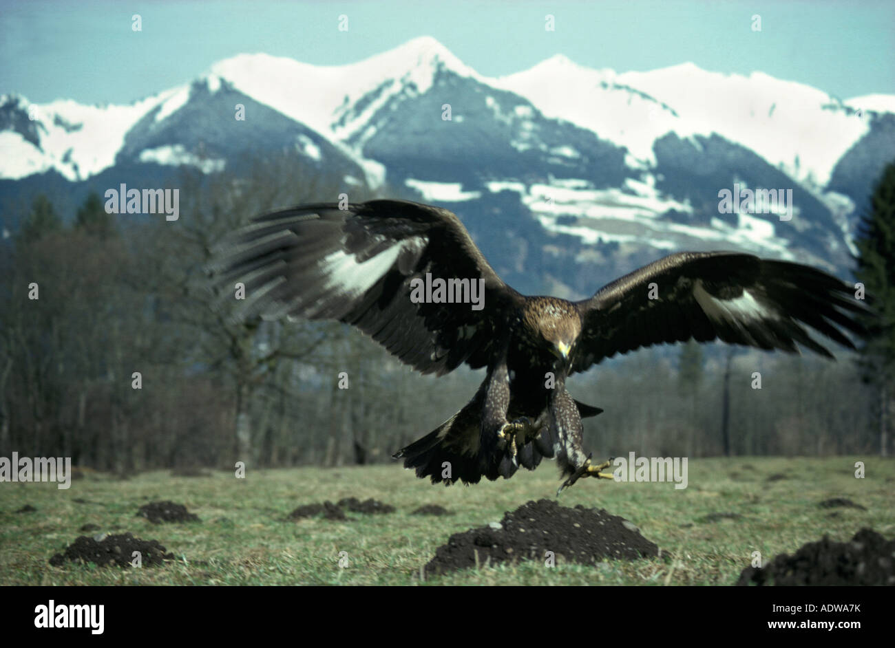 Golden Eagle Aquila Chrysaetos Adler Aigle Royal Stock Photo Alamy