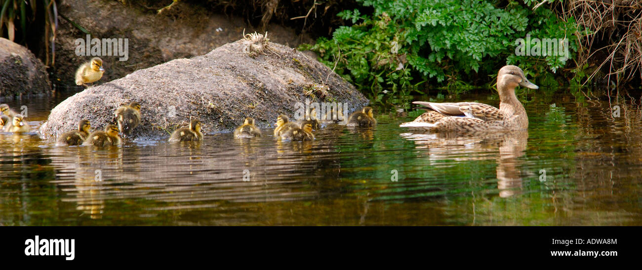 Panoramic image of a mother duck with large group of fourteen ducklings following behind and clambering over a large rock Stock Photo