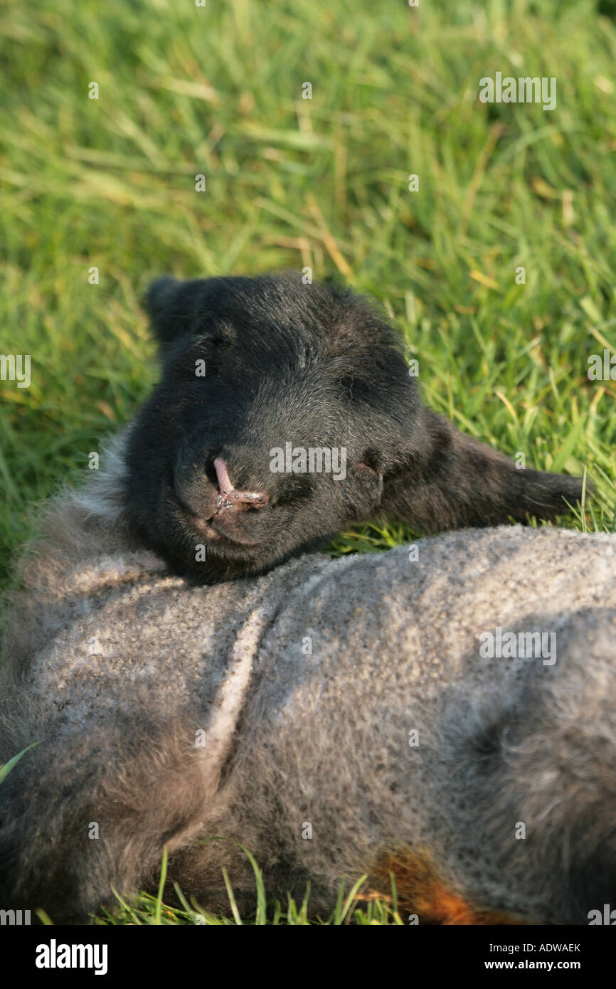 New born lamb laying in grass field Stock Photo - Alamy