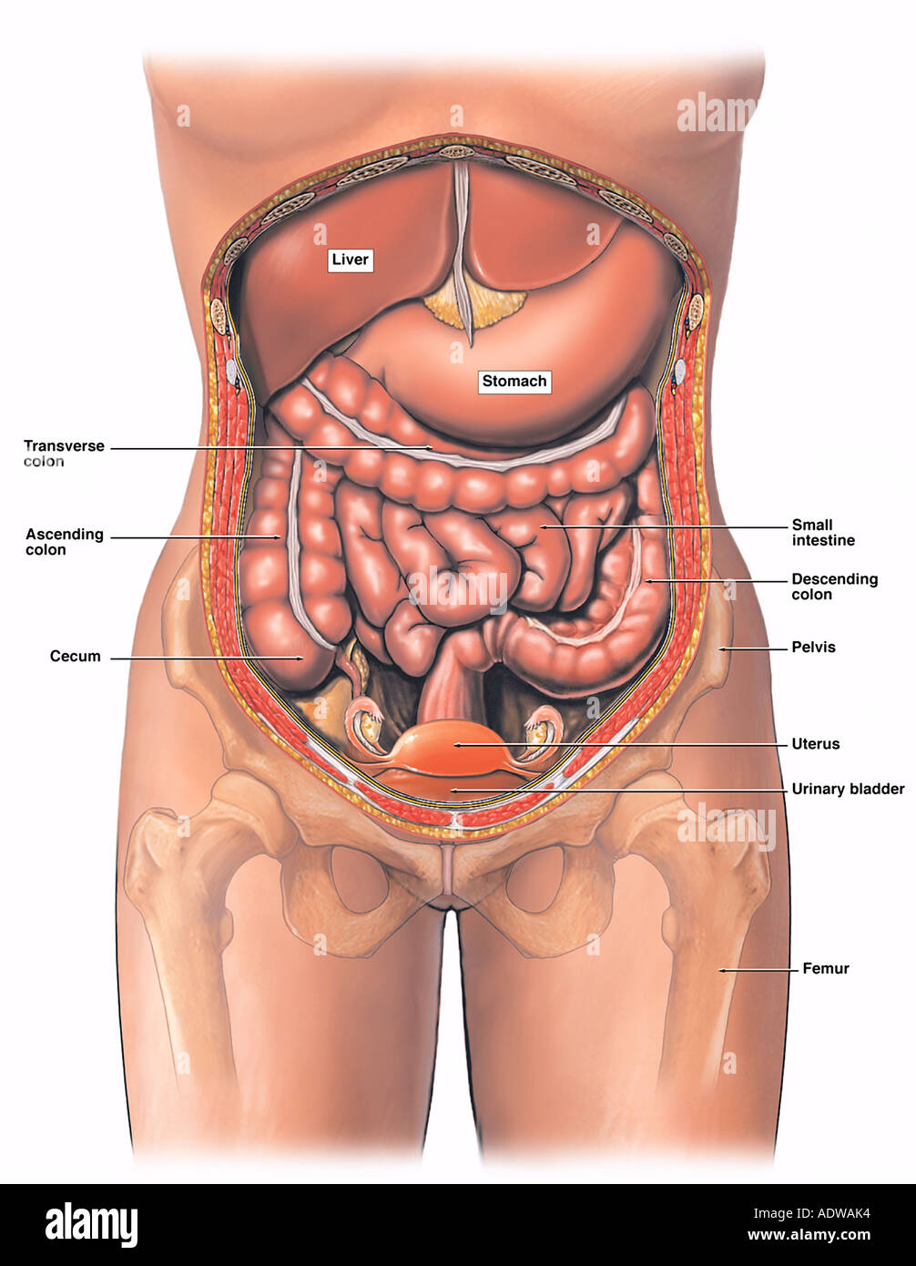 Anatomy Of The Female Abdomen And Pelvis Stock Photo