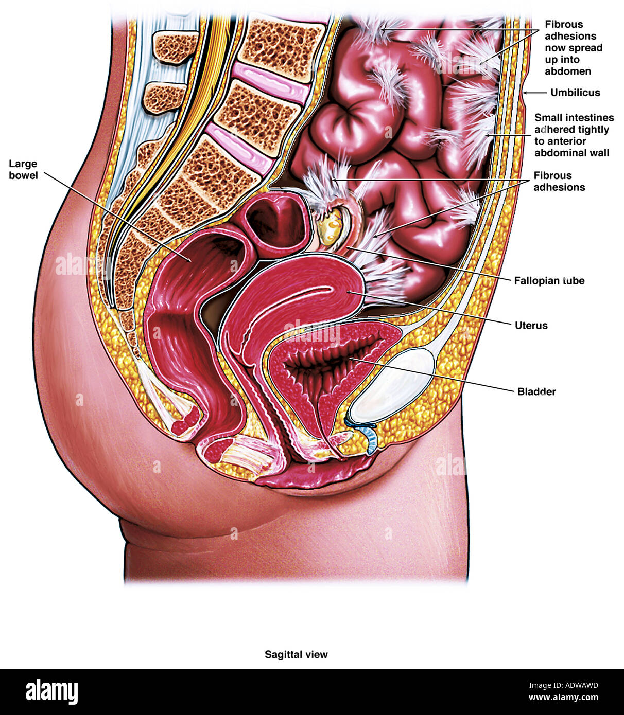 Abdominal And Pelvic Anatomy Female Stock Photo Alamy
