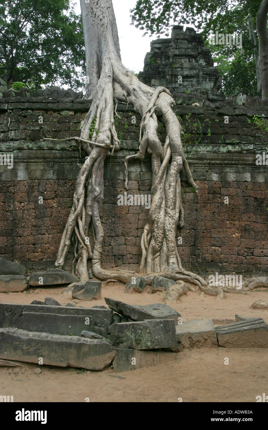 Giant Kapoc tree roots strangle an ancient stone wall at popular tourist destination Ta Phrom temple Angkor Cambodia Asia Stock Photo
