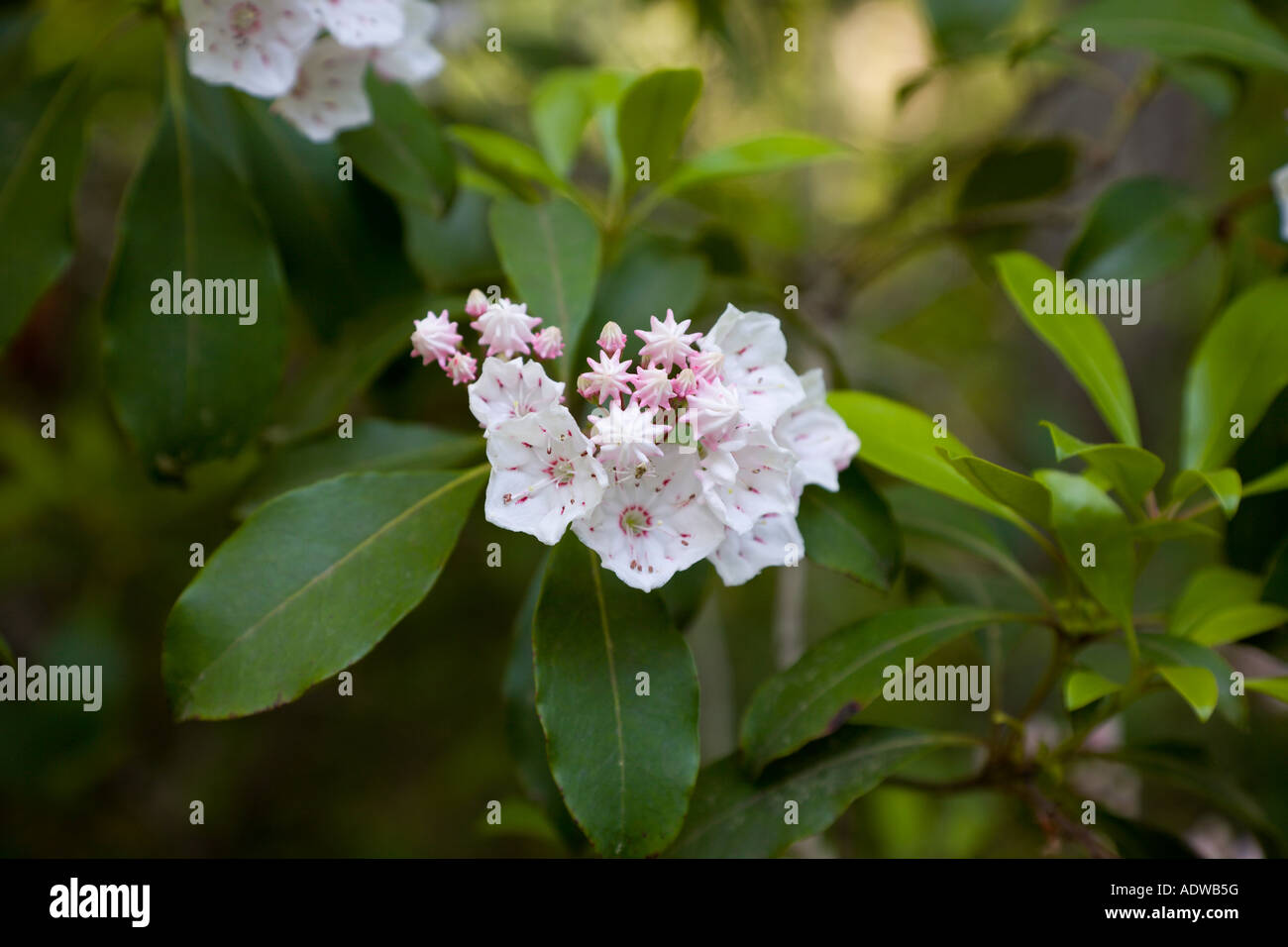 Mountain Laurel Flower Blossoms In Spring At Chewacla State Park Stock Photo Alamy