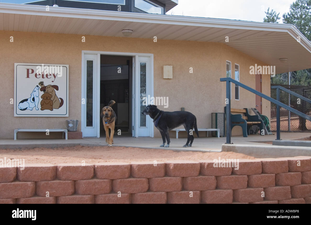 Utah Kanab Best Friends Animal Sanctuary resident dogs Stock Photo Alamy