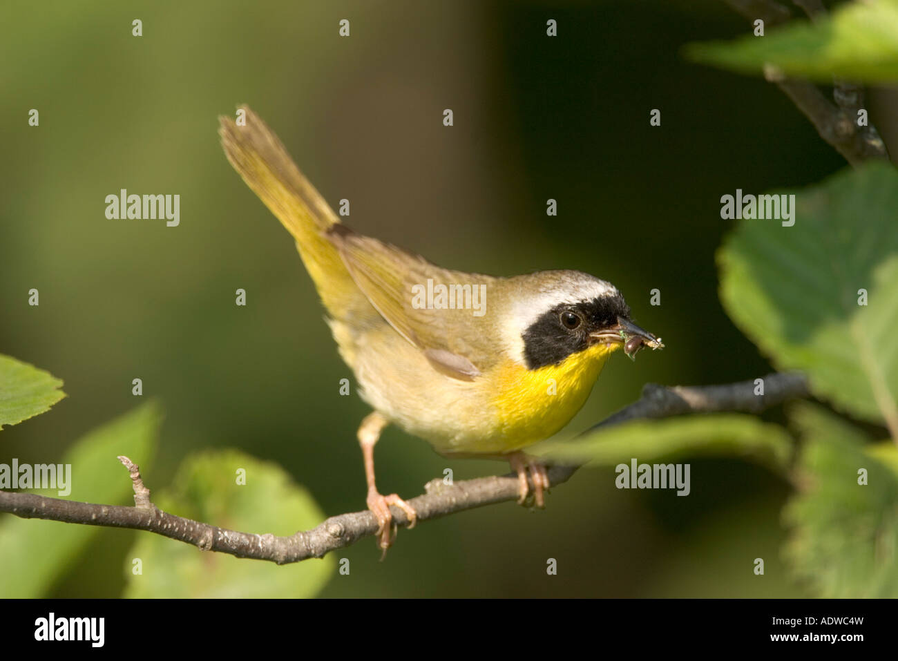Common Yellowthroat Geothlypis trichas Savannah Protage State Park