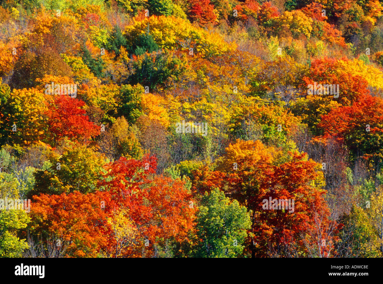 Canada Ontario Kimberly Beaver Valley Stock Photo