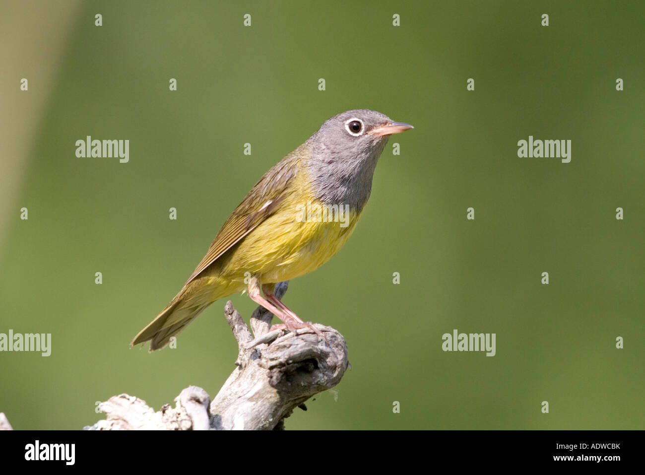 Connecticut Warbler Oporornis agilis Savannah Portage State Park Aitkin