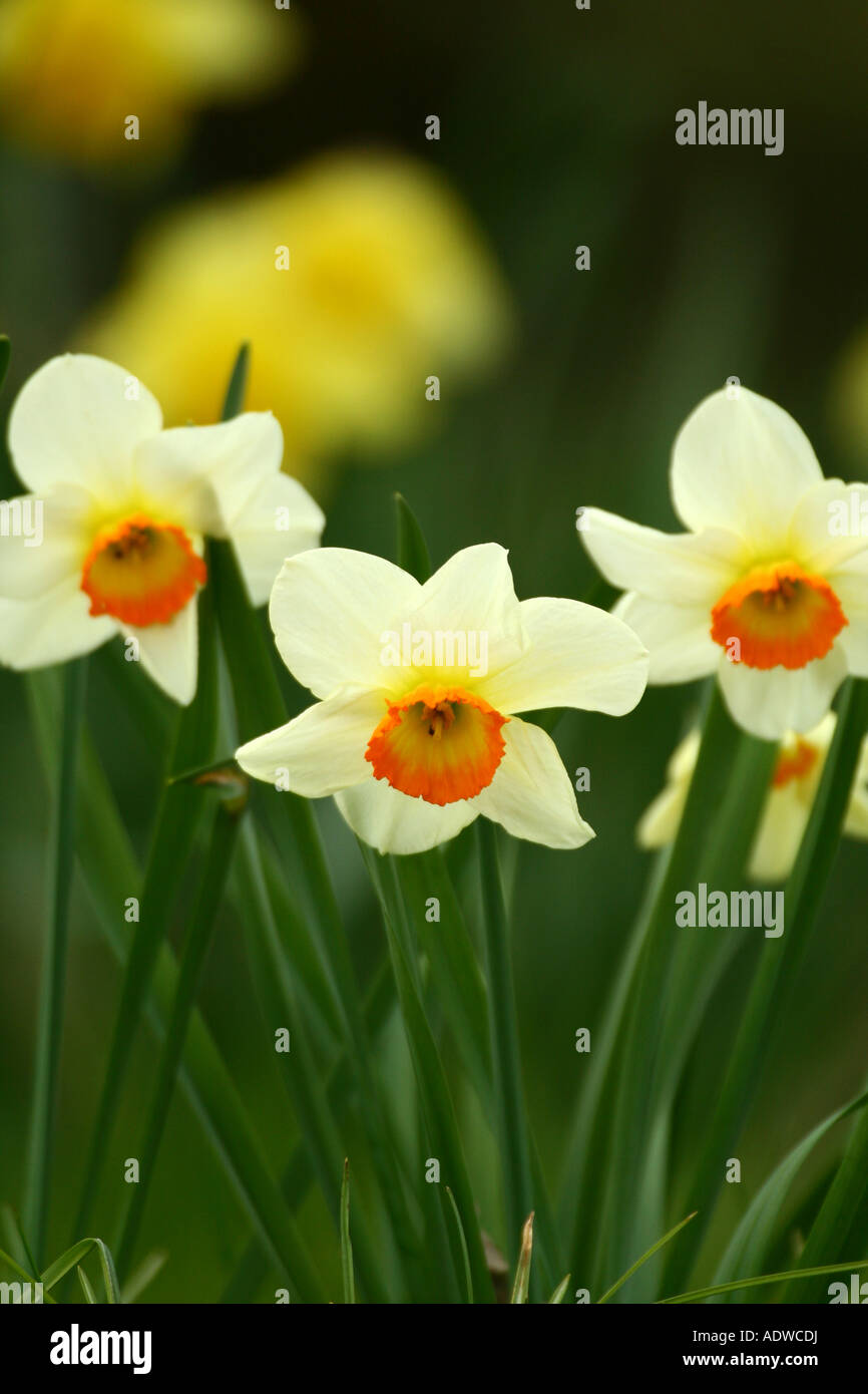 yellow Daffodil - Narcissus Pseudonarcissus Stock Photo