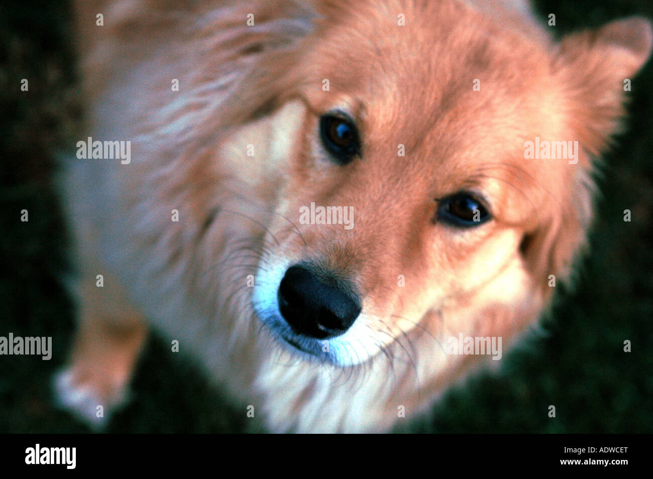 Dog portrait. Stock Photo