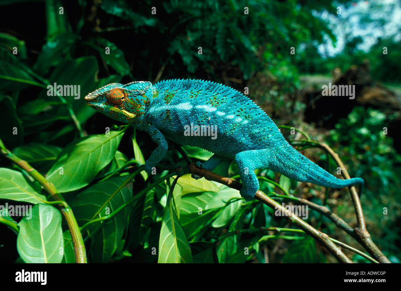 cameleon sp. nosy be madagascar Stock Photo - Alamy
