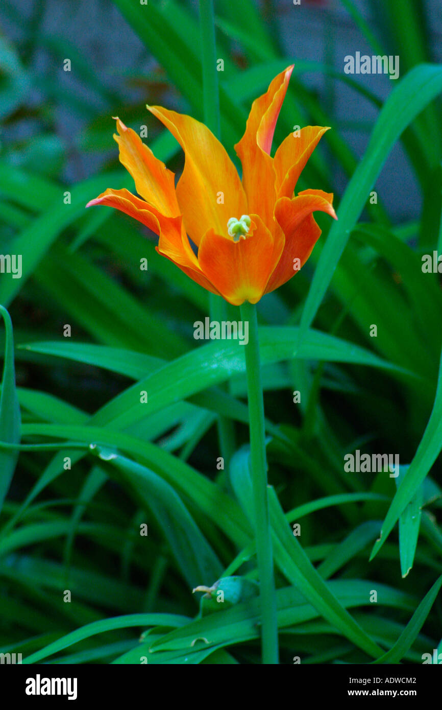 Orange Tulip Lily flowered Ballerina portrait Stock Photo Alamy