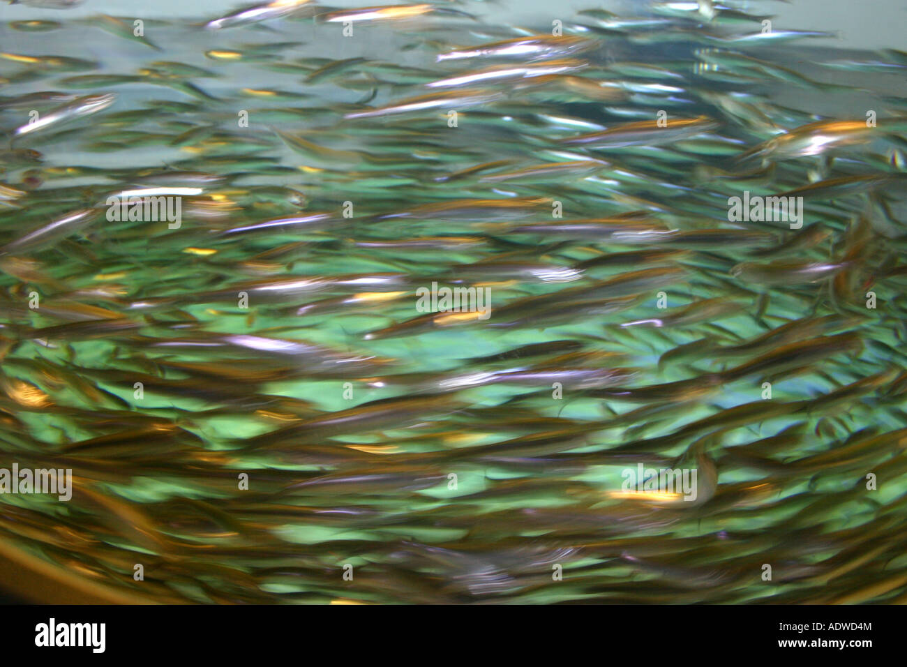 Sardines swimming hires stock photography and images Alamy