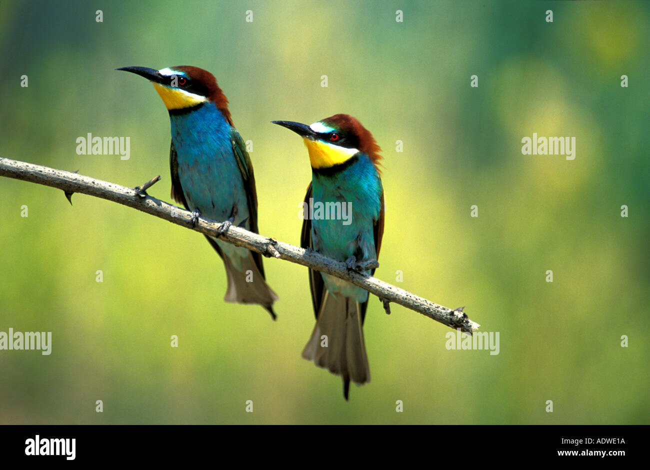 Male and female European bee eaters Stock Photo
