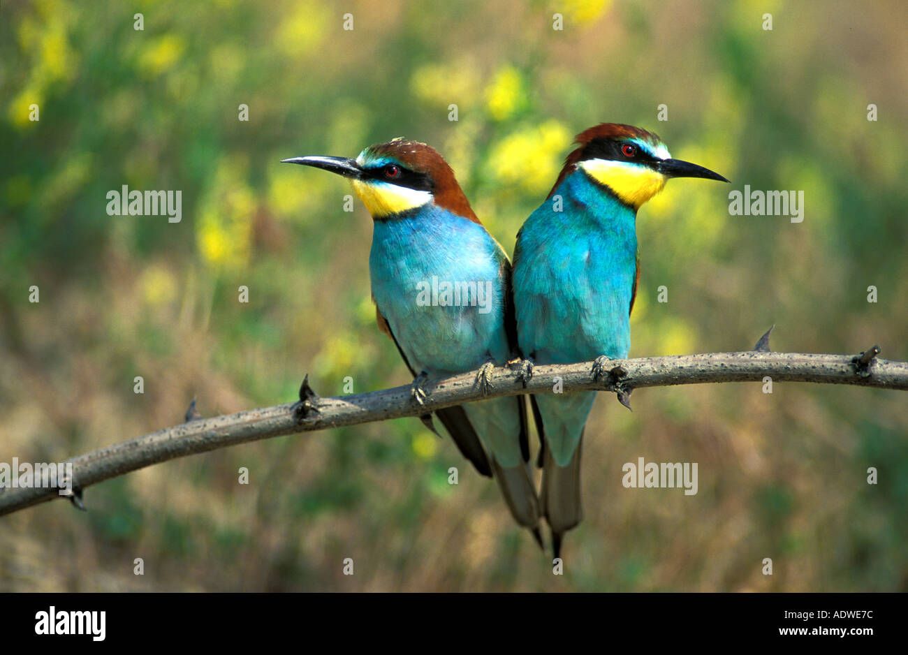 Male and female European bee eaters, close-up Stock Photo