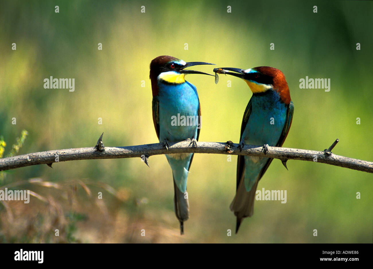 Male and female European bee eaters Stock Photo