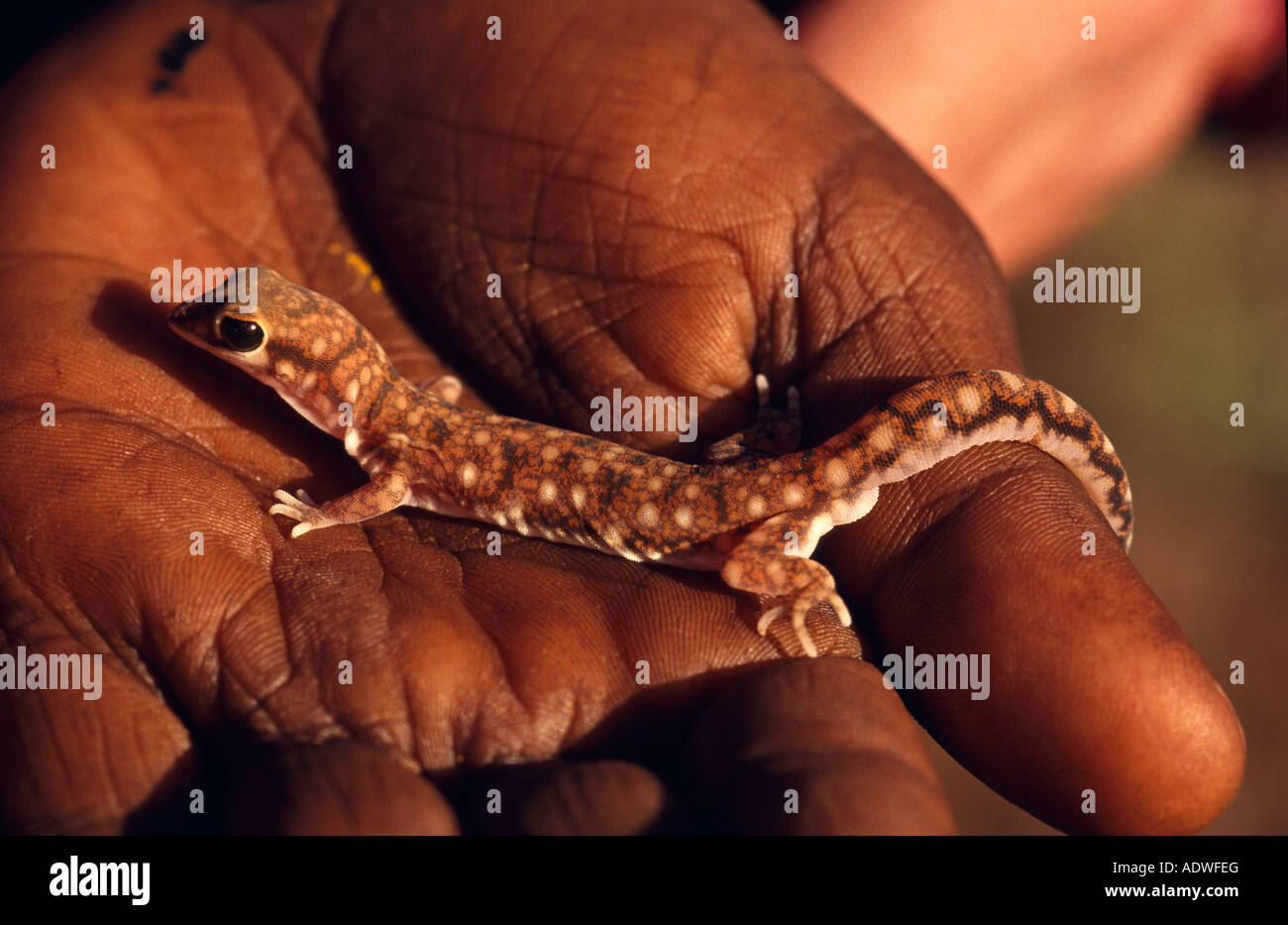 Marbled velvet gecko, [Central Australia] Stock Photo