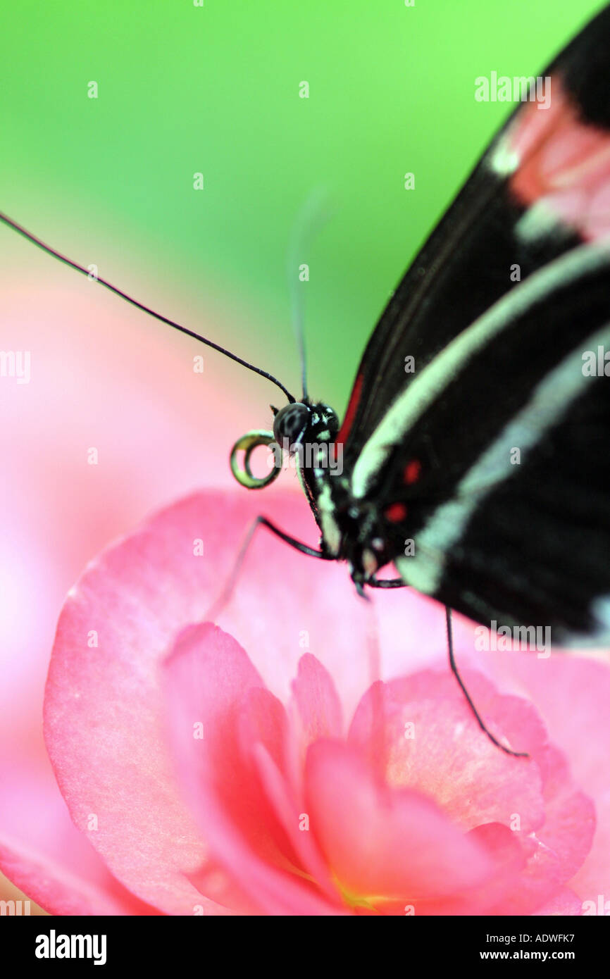 Black and red butterfly on a pink flower head Stock Photo