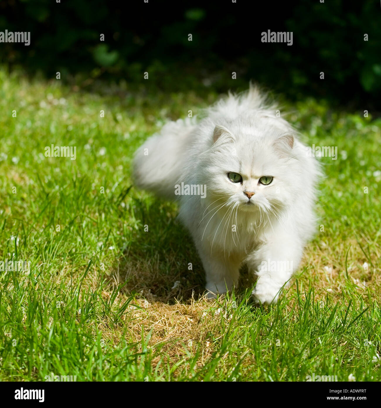 Persian silver shaded Chinchila cat Stock Photo