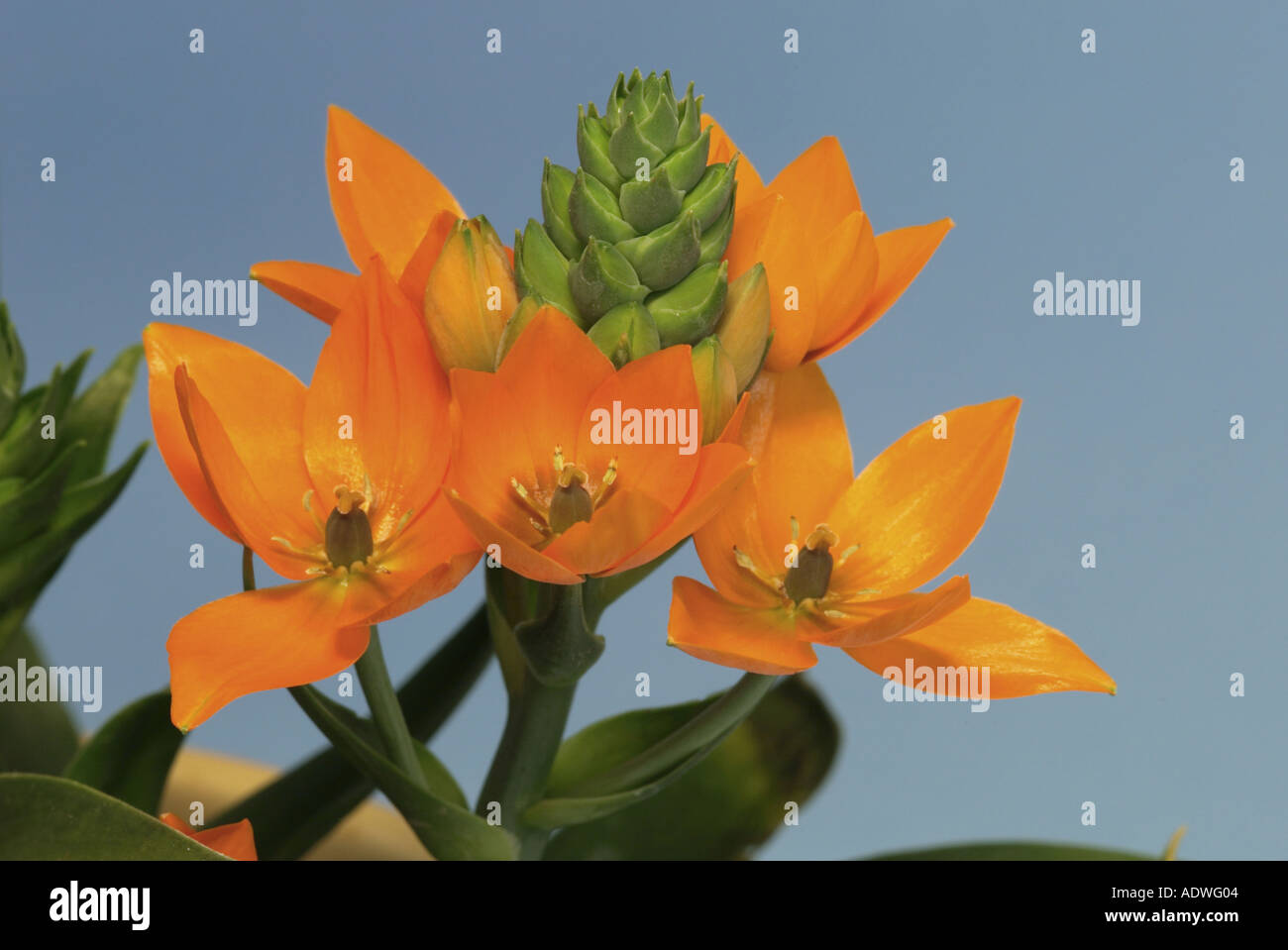 Snake Plant Yellow Chincherinchee Ornithogalum dubium Bloom Germany