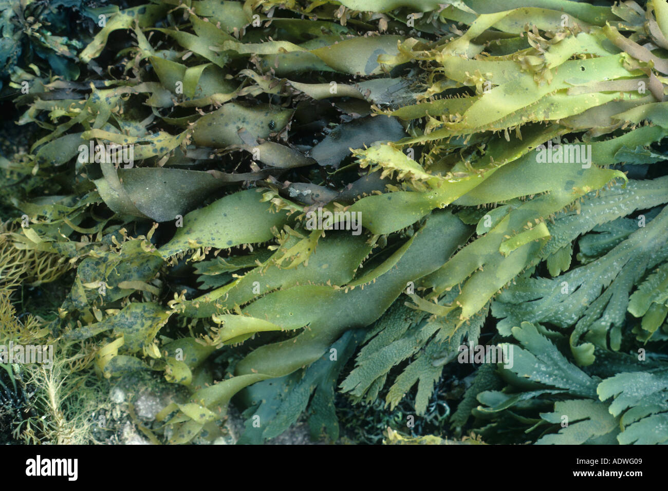 Seaweed Dulse Palmaria palmata An edible seaweed Stock Photo