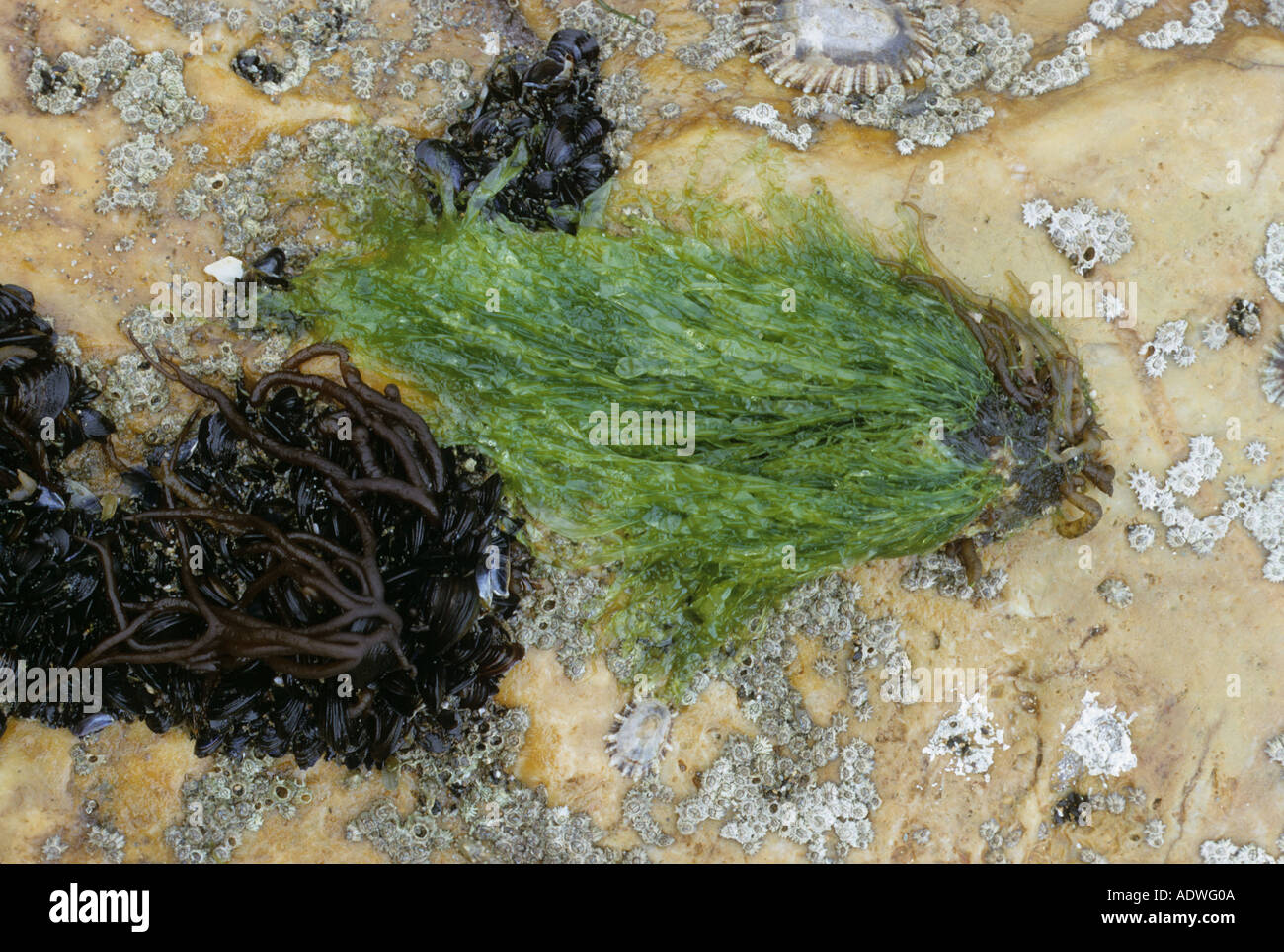 Seaweed Enteromorpha compressa Nemalion helminthoides with limpets mussels acorn Stock Photo