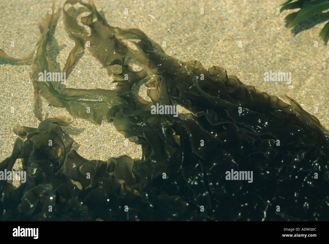 Seaweed Purple Laver Porphyra umbilicalis Submerged in sandy bottomed rockpool Duckpool Stock Photo