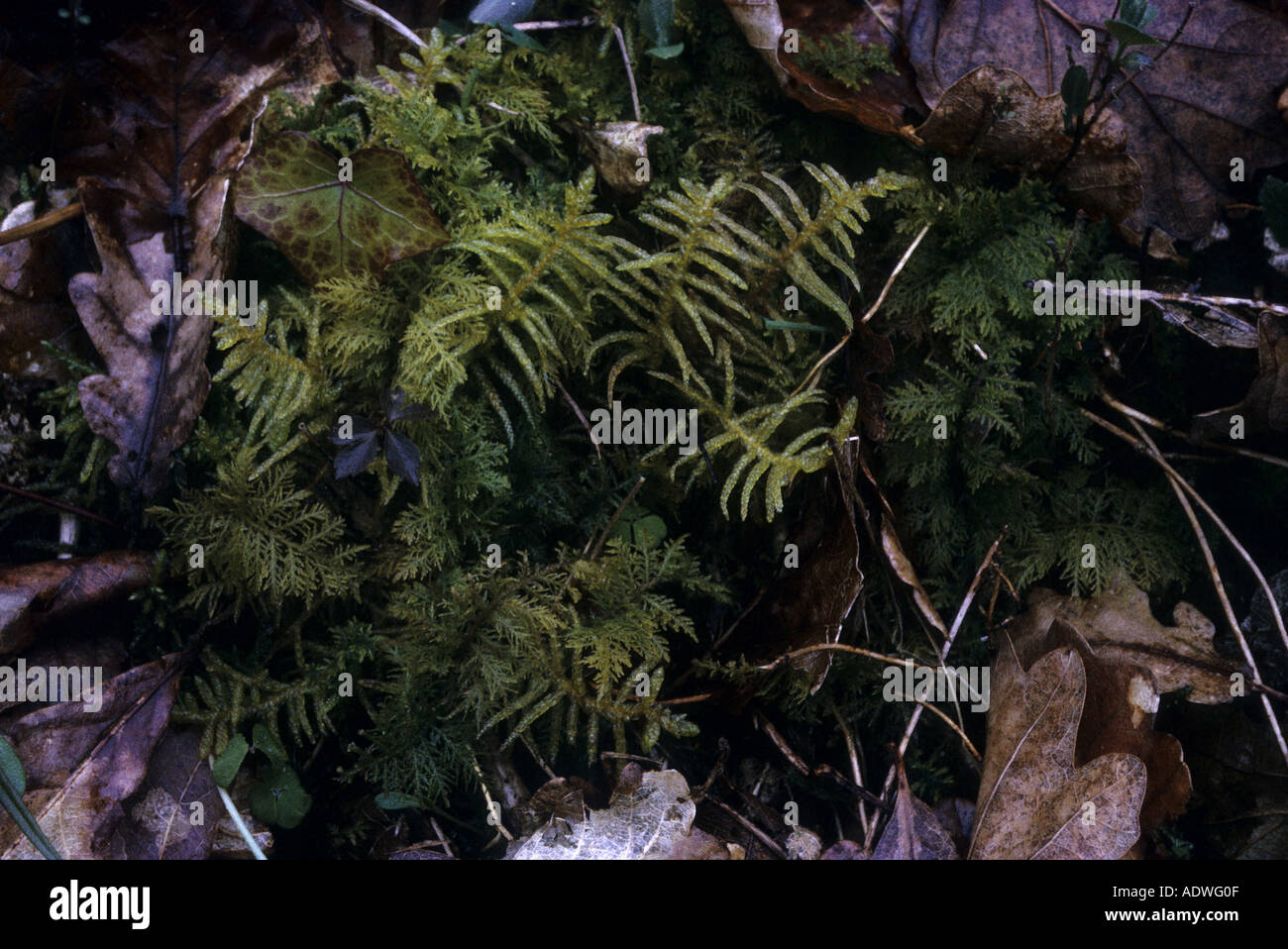 Feather Moss Pseudoscleropodium purum With Thuidium tamariscinum Cornwall England Stock Photo