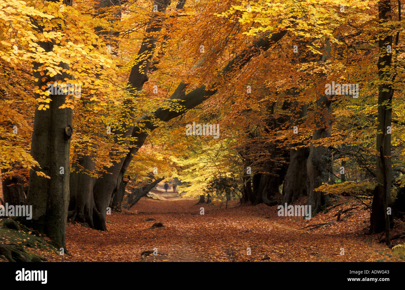 Autumn Beech Trees Ashridge Estate Berkhampstead Hertfordshire Chilton