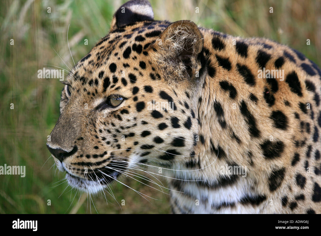 Amur Leopard Profile Stock Photo