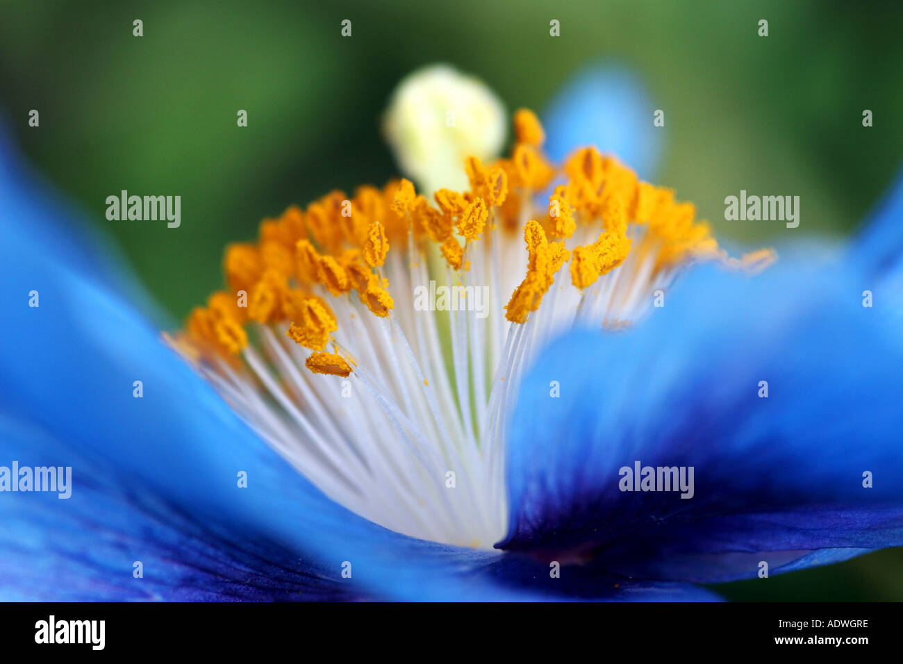 Meconopsis x sheldonii Lingholm. Blue Himalayan Poppy stamen detail Stock Photo