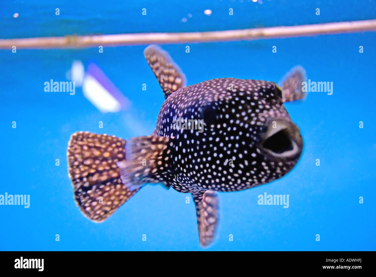 A curious spotted boxfish comes up to the aquarium glass. Stock Photo