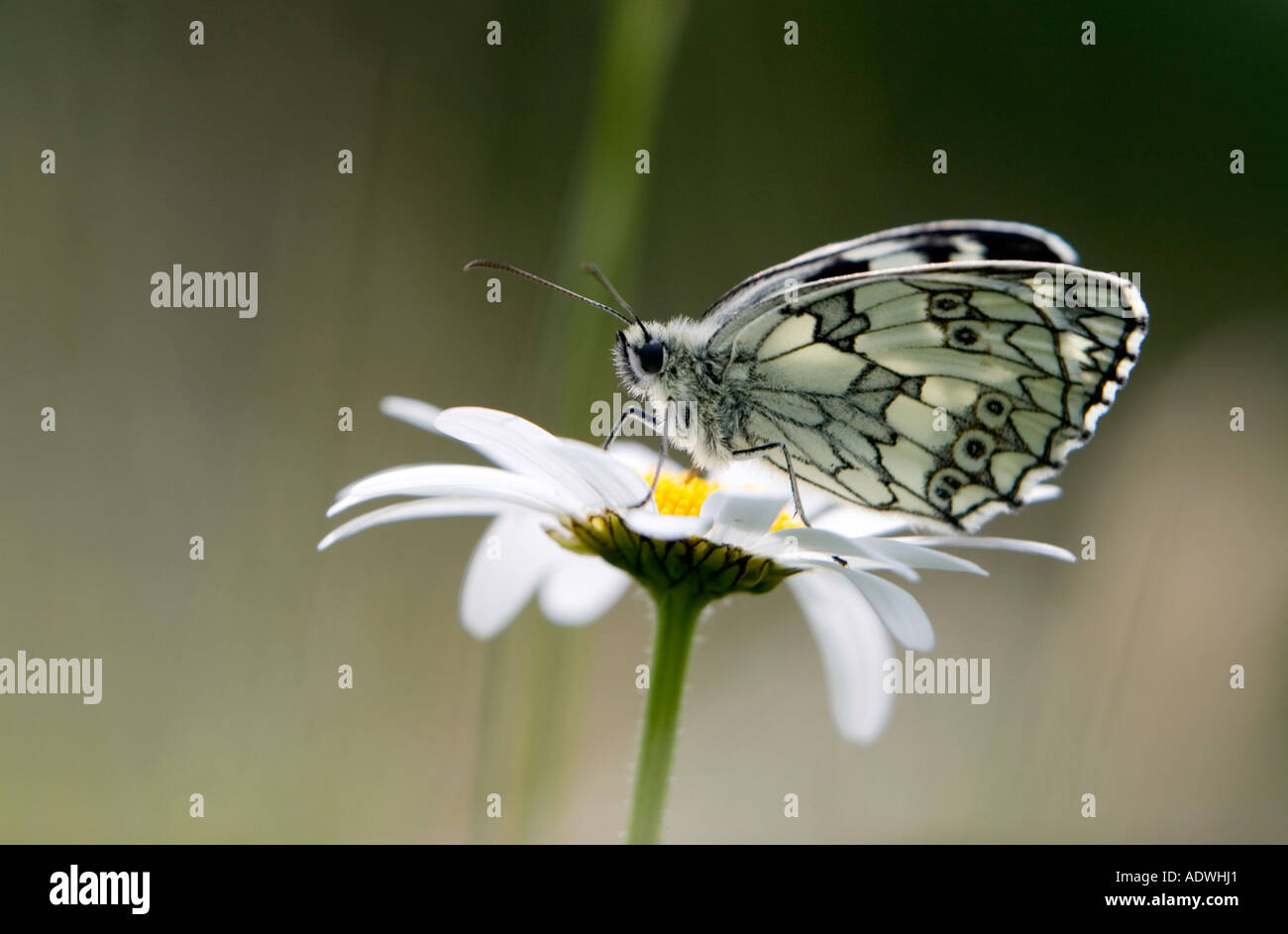 Melanargia galathea. Marbled white butterfly on an Oxeye Daisy in the english countryside Stock Photo
