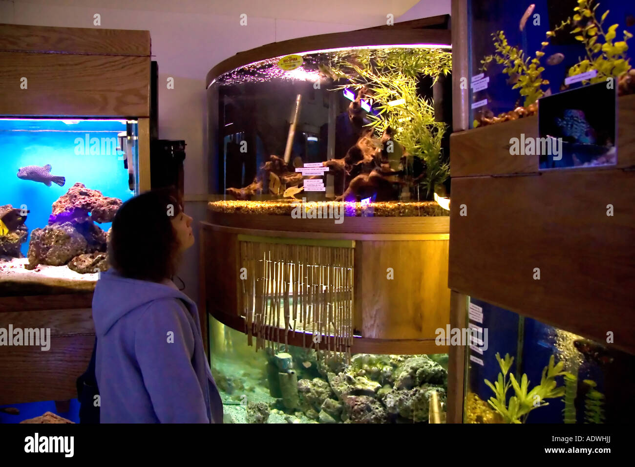 A middle aged woman,  surrounded by pet store aquariums, gazes at  tropical fish   in Utah, USA. Stock Photo