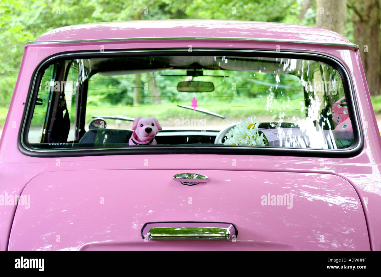 Rear of pink mini with pink nodding dog on parcel shelf Stock Photo